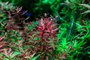 Rotala macrandra 'Mini Butterfly'/'Mini V'