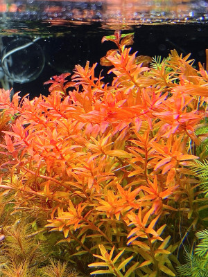 rotala blood red