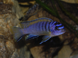 Tropheops Elongatus Boadzulu Kanchedza