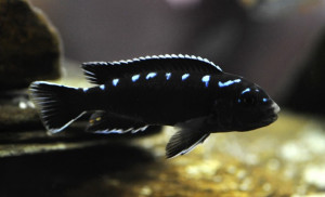 Pseudotropheus Elongatus Neon Spot Haï Reef