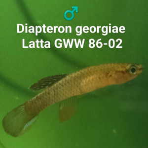 Diapteron georgiae