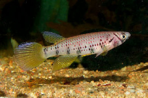 Epiplatys sp.