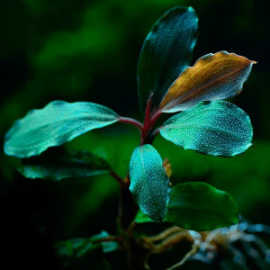 Bucephalandra sp. "Blue Green"