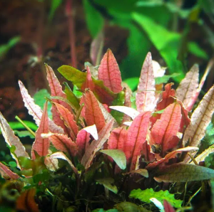 Cryptocoryne wendtii Flamingo