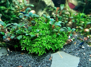 Bucephalandra Moos