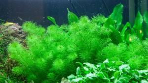 Myriophyllum 'Guyana'