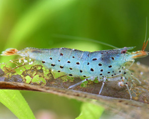 Caridina rubropunctata