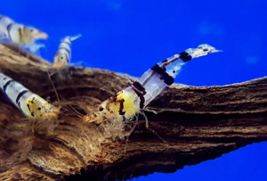 Caridina sp. Racoon Tiger