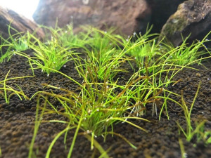 Eleocharis Pussilla