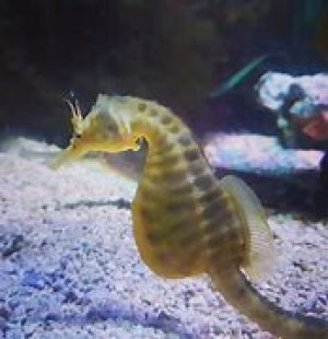 Hippocampus abdominalis