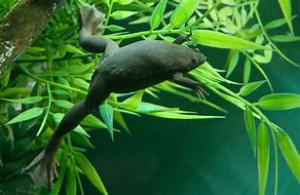 Xenopus tropicalis