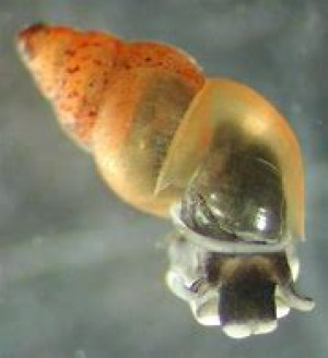 Potamopyrgus antipodarum