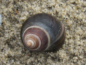 Littorina littorea