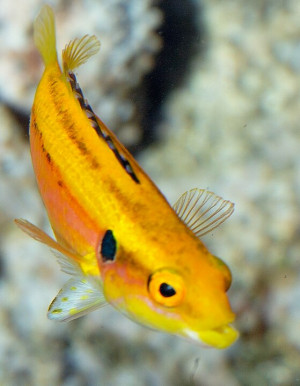 Bodianus Bimaculatus