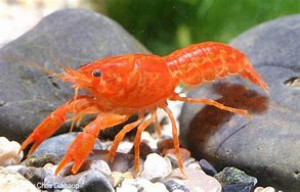 Cambarellus patzcuarensis var. Orange