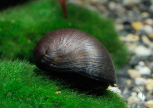 Neritina pulligera