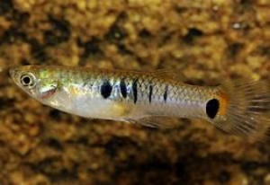 Poecilia parae