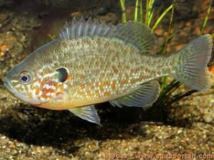 Lepomis gibbosus