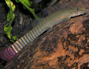 Aborichthys elongatus