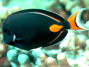 Acanthurus achilles