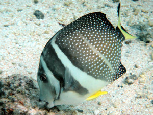 Acanthurus guttatus