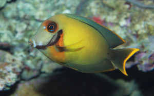 Acanthurus pyroferus