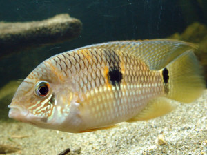 Aequidens pallidus