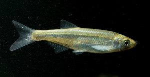 Alburnus alburnus