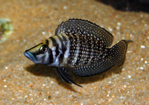 Altolamprologus calvus