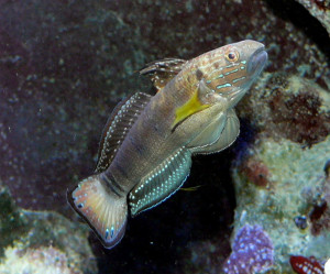 Amblygobius phalaena