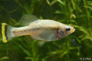 Ameca splendens