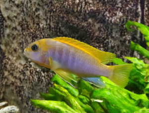 Labidochromis sp. "hongi" Hongi Island