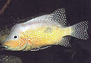 Amphilophus rostratus