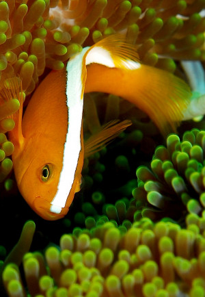 Amphiprion akallopisos