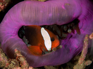 Amphiprion melanopus