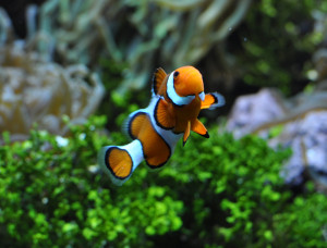 Amphiprion ocellaris