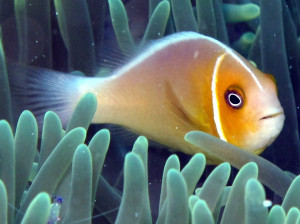 Amphiprion perideraion