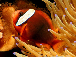 Amphiprion rubrocinctus 