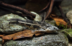 Anadoras grypus