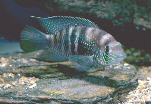 Andinocara sapayensis