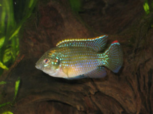 Anomalochromis thomasi