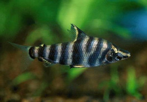 Abramites hypselonotus