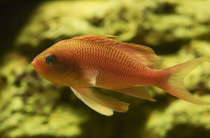 Anthias anthias