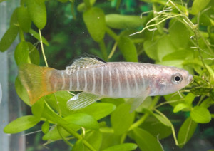 Aphanius fasciatus