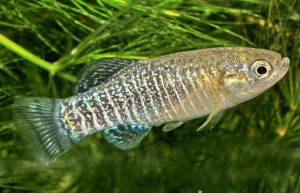 Aphanius iberus