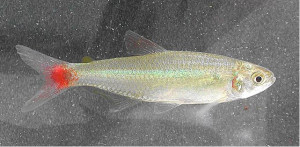 Aphyocharax alburnus