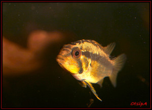 Apistogramma arua