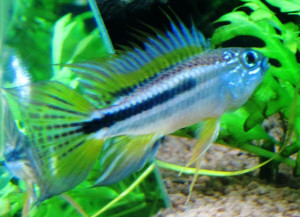 Apistogramma bitaeniata