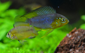 Apistogramma borellii