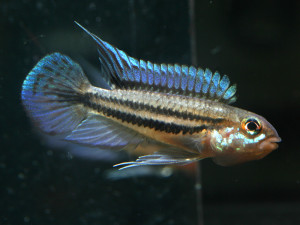 Apistogramma diplotaenia